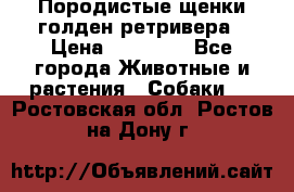 Породистые щенки голден ретривера › Цена ­ 25 000 - Все города Животные и растения » Собаки   . Ростовская обл.,Ростов-на-Дону г.